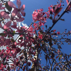 Яблуня декоративна Плакуча | Malus domestica Pendula | Яблоня декоративная Плакучая