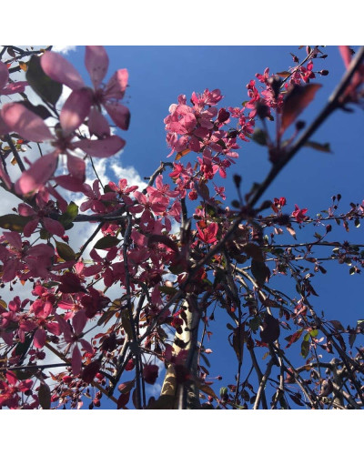 Яблуня декоративна Плакуча | Malus domestica Pendula | Яблоня декоративная Плакучая