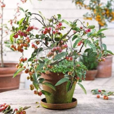 Яблуня декоративна Плакуча | Malus domestica Pendula | Яблоня декоративная Плакучая