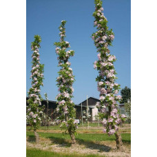 Яблуня декоративна Колоноподібна | Malus domestica Columnaris | Яблоня декоративная Колоновидная