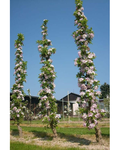 Яблуня декоративна Колоноподібна | Malus domestica Columnaris | Яблоня декоративная Колоновидная