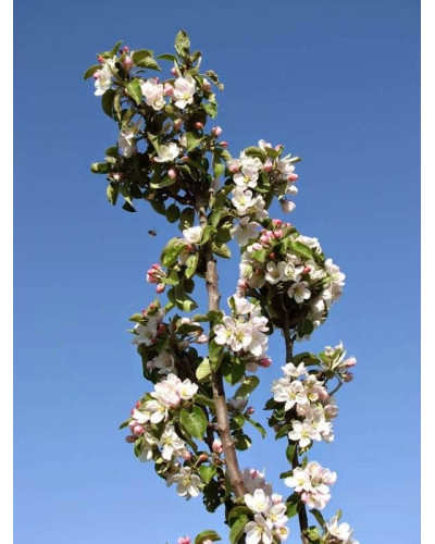 Яблуня декоративна Колоноподібна | Malus domestica Columnaris | Яблоня декоративная Колоновидная