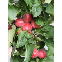 Яблуня декоративна Колоноподібна | Malus domestica Columnaris | Яблоня декоративная Колоновидная