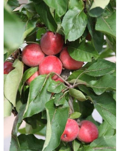 Яблуня декоративна Колоноподібна | Malus domestica Columnaris | Яблоня декоративная Колоновидная