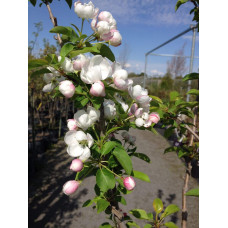 Яблуня декоративна Колоноподібна | Malus domestica Columnaris | Яблоня декоративная Колоновидная