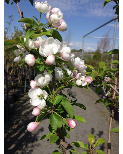 Яблуня декоративна Колоноподібна | Malus domestica Columnaris | Яблоня декоративная Колоновидная