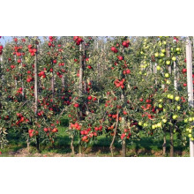 Яблуня декоративна Колоноподібна | Malus domestica Columnaris | Яблоня декоративная Колоновидная