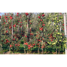 Яблуня декоративна Колоноподібна | Malus domestica Columnaris | Яблоня декоративная Колоновидная