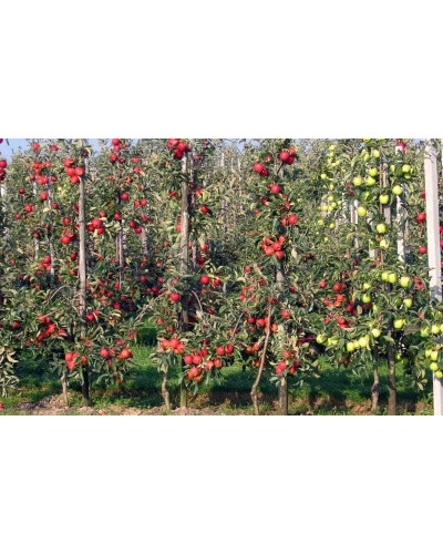 Яблуня декоративна Колоноподібна | Malus domestica Columnaris | Яблоня декоративная Колоновидная