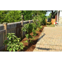 Яблуня декоративна Колоноподібна | Malus domestica Columnaris | Яблоня декоративная Колоновидная