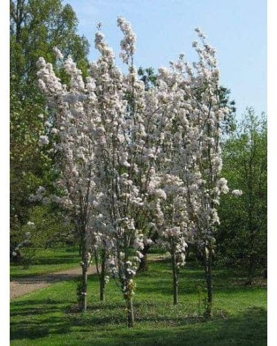 Яблуня декоративна Колоноподібна | Malus domestica Columnaris | Яблоня декоративная Колоновидная