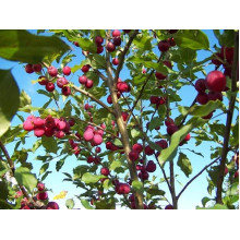 Яблуня декоративна Гніздоподібна | Malus domestica Nest | Яблоня декоративная Гнездовидная