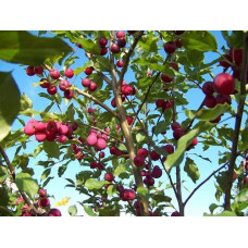 Яблуня декоративна Гніздоподібна | Malus domestica Nest | Яблоня декоративная Гнездовидная