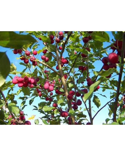 Яблуня декоративна Гніздоподібна | Malus domestica Nest | Яблоня декоративная Гнездовидная