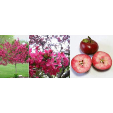 Яблуня декоративна Гніздоподібна | Malus domestica Nest | Яблоня декоративная Гнездовидная