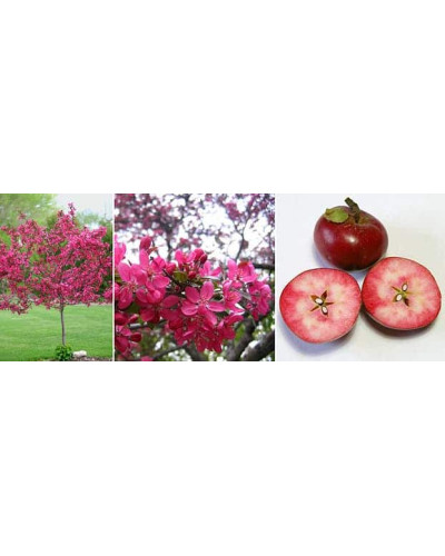 Яблуня декоративна Гніздоподібна | Malus domestica Nest | Яблоня декоративная Гнездовидная