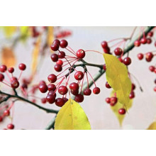 Яблуня декоративна Гніздоподібна | Malus domestica Nest | Яблоня декоративная Гнездовидная