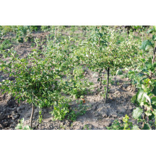 Яблуня декоративна Гніздоподібна | Malus domestica Nest | Яблоня декоративная Гнездовидная