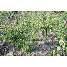 Яблуня декоративна Гніздоподібна | Malus domestica Nest | Яблоня декоративная Гнездовидная