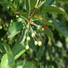 Яблуня декоративна Гніздоподібна | Malus domestica Nest | Яблоня декоративная Гнездовидная