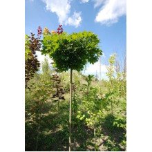 Клен гостролистий Глобозум Нана | Acer platanoides Globosum Nana | Клён остролистный Глобозум Нана
