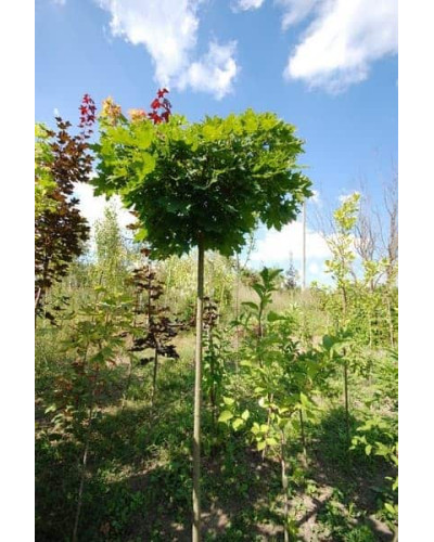 Клен гостролистий Глобозум Нана | Acer platanoides Globosum Nana | Клён остролистный Глобозум Нана
