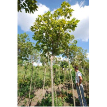 Клен гостролистий Глобозум Нана | Acer platanoides Globosum Nana | Клён остролистный Глобозум Нана