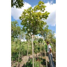Клен гостролистий Глобозум Нана | Acer platanoides Globosum Nana | Клён остролистный Глобозум Нана