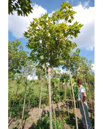 Клен гостролистий Глобозум Нана | Acer platanoides Globosum Nana | Клён остролистный Глобозум Нана
