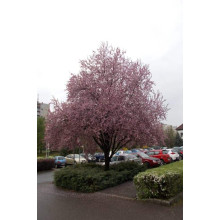 Слива розчепірена Вуді |Слива растопыренная Вуди |  Prunus cerasifera Woodii