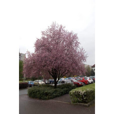 Слива розчепірена Вуді |Слива растопыренная Вуди |  Prunus cerasifera Woodii