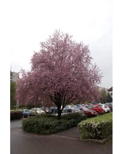 Слива розчепірена Вуді |Слива растопыренная Вуди | Prunus cerasifera Woodii
