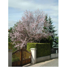 Слива розчепірена Вуді |Слива растопыренная Вуди |  Prunus cerasifera Woodii