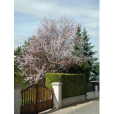 Слива розчепірена Вуді |Слива растопыренная Вуди |  Prunus cerasifera Woodii