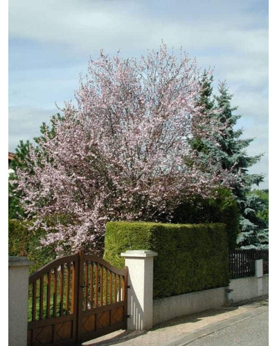 Слива розчепірена Вуді |Слива растопыренная Вуди | Prunus cerasifera Woodii