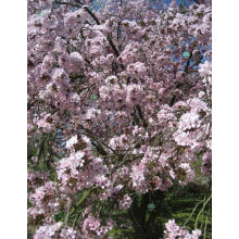 Слива розчепірена Вуді |Слива растопыренная Вуди |  Prunus cerasifera Woodii