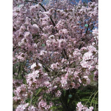 Слива розчепірена Вуді |Слива растопыренная Вуди |  Prunus cerasifera Woodii