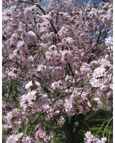 Слива розчепірена Вуді |Слива растопыренная Вуди | Prunus cerasifera Woodii