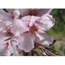 Слива розчепірена Вуді |Слива растопыренная Вуди |  Prunus cerasifera Woodii
