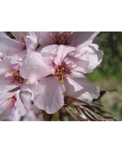 Слива розчепірена Вуді |Слива растопыренная Вуди | Prunus cerasifera Woodii