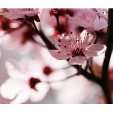 Слива розчепірена Вуді |Слива растопыренная Вуди |  Prunus cerasifera Woodii