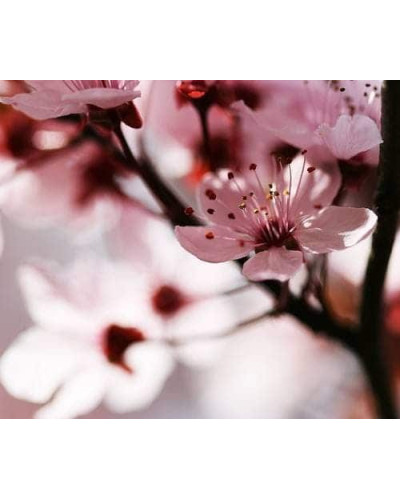 Слива розчепірена Вуді |Слива растопыренная Вуди | Prunus cerasifera Woodii