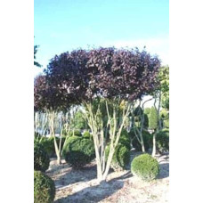 Слива розчепірена Вуді |Слива растопыренная Вуди |  Prunus cerasifera Woodii