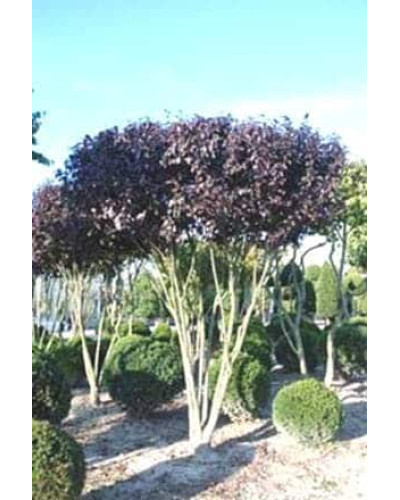Слива розчепірена Вуді |Слива растопыренная Вуди | Prunus cerasifera Woodii