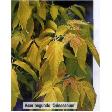 Клен ясенелистий / американський Одессанум | Aсer negundo Odessanum | Клен ясенелистный / американский Одессанум
