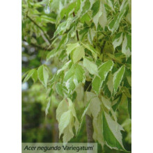 Клен ясенелистий / американський Варієгатум | Acer negundo Variegatum | Клен ясенелистный / американский Вариегатум