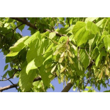 Клен ясенелистий / американський | Acer negundo | Клён ясенелистный / американский