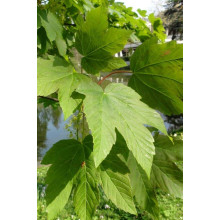 Клен псевдоплатановий / Явір Принц Каміль де Рохан | Acer pseudoplatanus Prince Camille de Rohan | Клен ложноплатановый / Явор Принц Камиль де Рохан