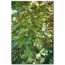 Клен псевдоплатановий / Явір Нізетті | Acer pseudoplatanus Nizetti | Клен ложноплатановый / Явор Низетти