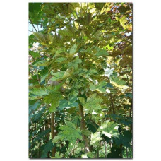 Клен псевдоплатановий / Явір Нізетті | Acer pseudoplatanus Nizetti | Клен ложноплатановый / Явор Низетти
